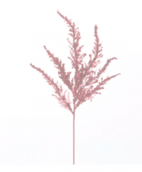 PICK RED FEATHER FERN