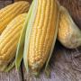 SEEDS CORN SWEET UNTR AMBR 1/4LB