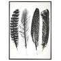 PRINT & FRAME FEATHER 60X80CM