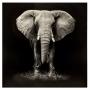 PRINT & FRAME ELEPHANT 100X100
