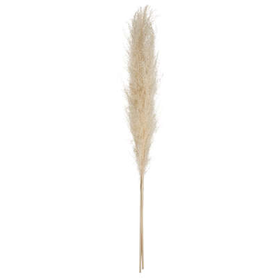 PAMPAS NATURAL  STEM X 3