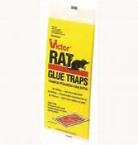 GLUE RAT